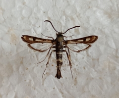 Dipchasphecia intermedia