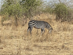 Equus quagga crawshayi