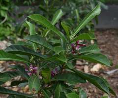 Hibiscus propulsator