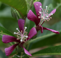 Hibiscus propulsator