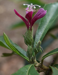 Hibiscus propulsator