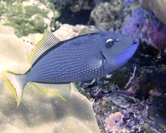 Xanthichthys auromarginatus