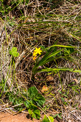 Hypoxis acuminata