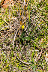 Hypoxis ludwigii