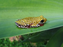 Hyperolius marginatus