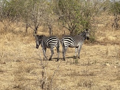 Equus quagga crawshayi