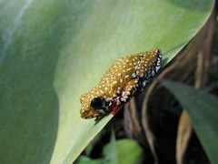 Hyperolius marginatus