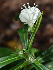 Hibiscus macilwraithensis