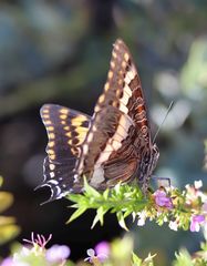 Charaxes pelias