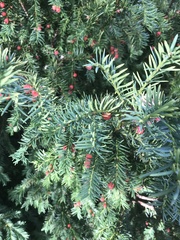 Taxus baccata