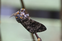 Lymantria atemeles