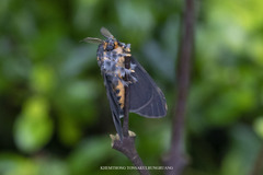 Lymantria atemeles