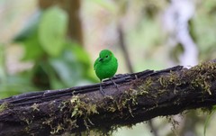Chlorochrysa phoenicotis