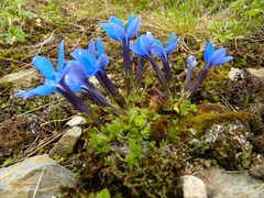 Gentiana brachyphylla brachyphylla