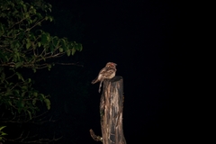 Caprimulgus asiaticus
