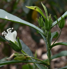 Hibiscus macilwraithensis