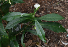 Hibiscus macilwraithensis