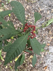 Psychotria tenuifolia