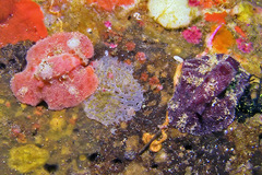 Sclerodoris tuberculata