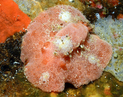 Sclerodoris tuberculata