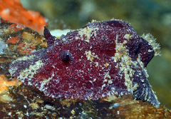 Sclerodoris tuberculata