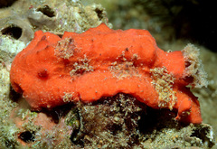 Sclerodoris tuberculata