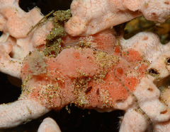 Sclerodoris tuberculata