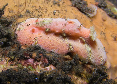 Sclerodoris tuberculata