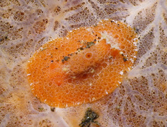Sclerodoris tuberculata