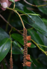 Noahdendron nicholasii