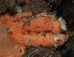 Sclerodoris tuberculata