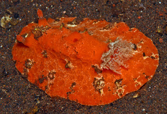 Sclerodoris tuberculata