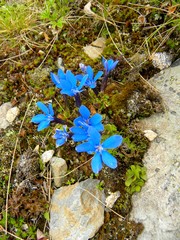 Gentiana brachyphylla brachyphylla