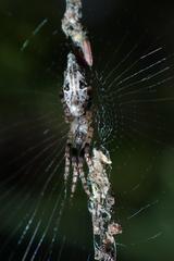 Cyclosa confusa