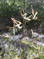 Polygonella gracilis