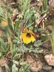Viola douglasii