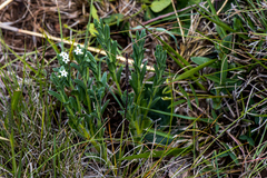 Limosella longiflora