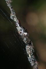 Cyclosa confusa