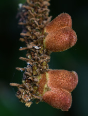 Noahdendron nicholasii