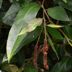 Noahdendron nicholasii