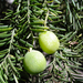 Chilean Plum-Yew - Photo (c) Miguel A. Casado, some rights reserved (CC BY-NC), uploaded by Miguel A. Casado