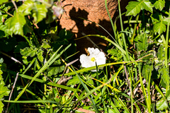 Monsonia grandifolia
