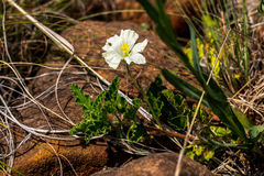Monsonia grandifolia