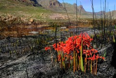 Cyrtanthus angustifolius