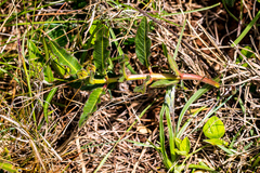 Pachycarpus concolor