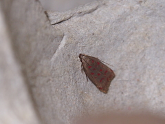 Dichomeris sandycitis