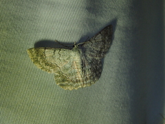Pingasa rubimontana