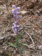Muscari parviflorum