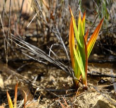 Babiana cedarbergensis