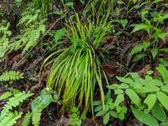 Carex laxiculmis copulata